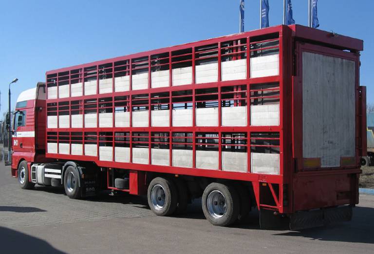Транспортировать племенные животных, свиней недорого из Грязей в Краснодар